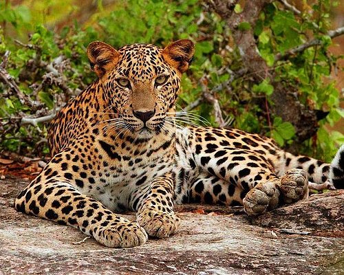 Sri Lankan leopard resting in its natural habitat